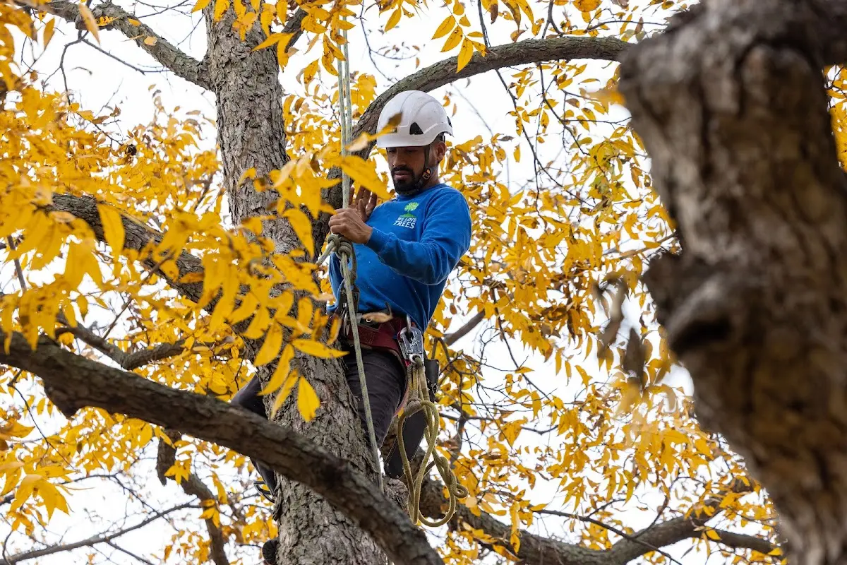 Skilled Tree Pruning crew working in Dry Creek