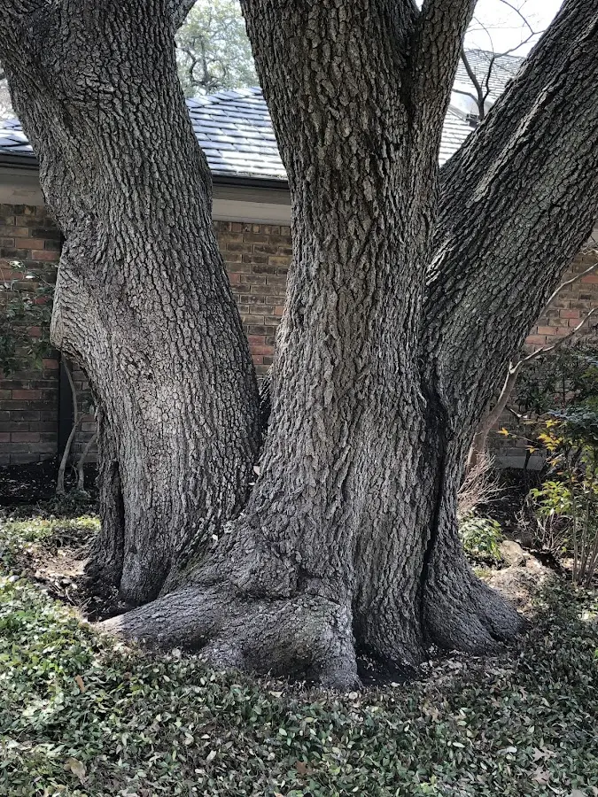 Mature heritage tree close to a Dry Creek property cared for by certified arborists