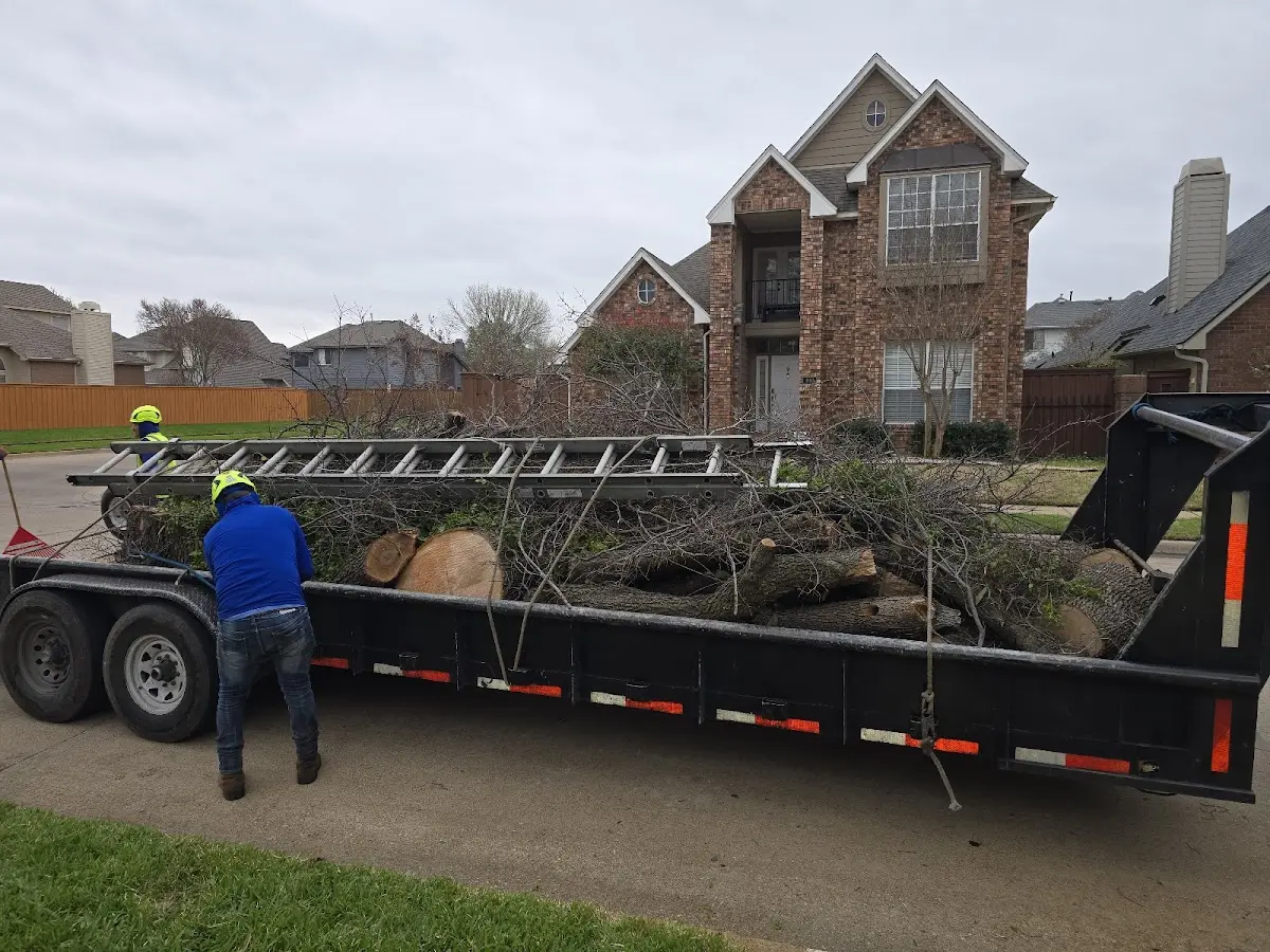 Expert Tree Removal with proper safety equipment in Dry Creek